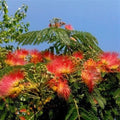 Orange Mimosa Tree Seeds - 5 Pack Silk Tree Seeds Albizia julibrissin Perennial Gardening Supplies