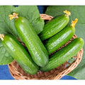 Wisconsin SMR 58 Cucumber Seeds - 30+ Non-Hybrid Summer Vegetable Garden Container Plant