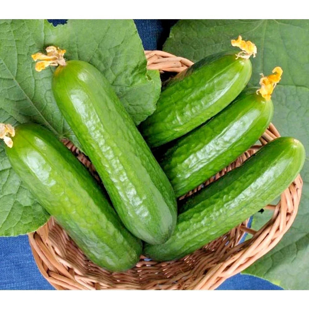 Wisconsin SMR 58 Cucumber Seeds - 30+ Non-Hybrid Summer Vegetable Garden Container Plant