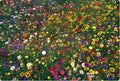 Wildflower Seed Mix 1 lb Bulk 100% Natural Covers 4000 sq ft - Eco-Friendly Wildflowers for Garden Planting