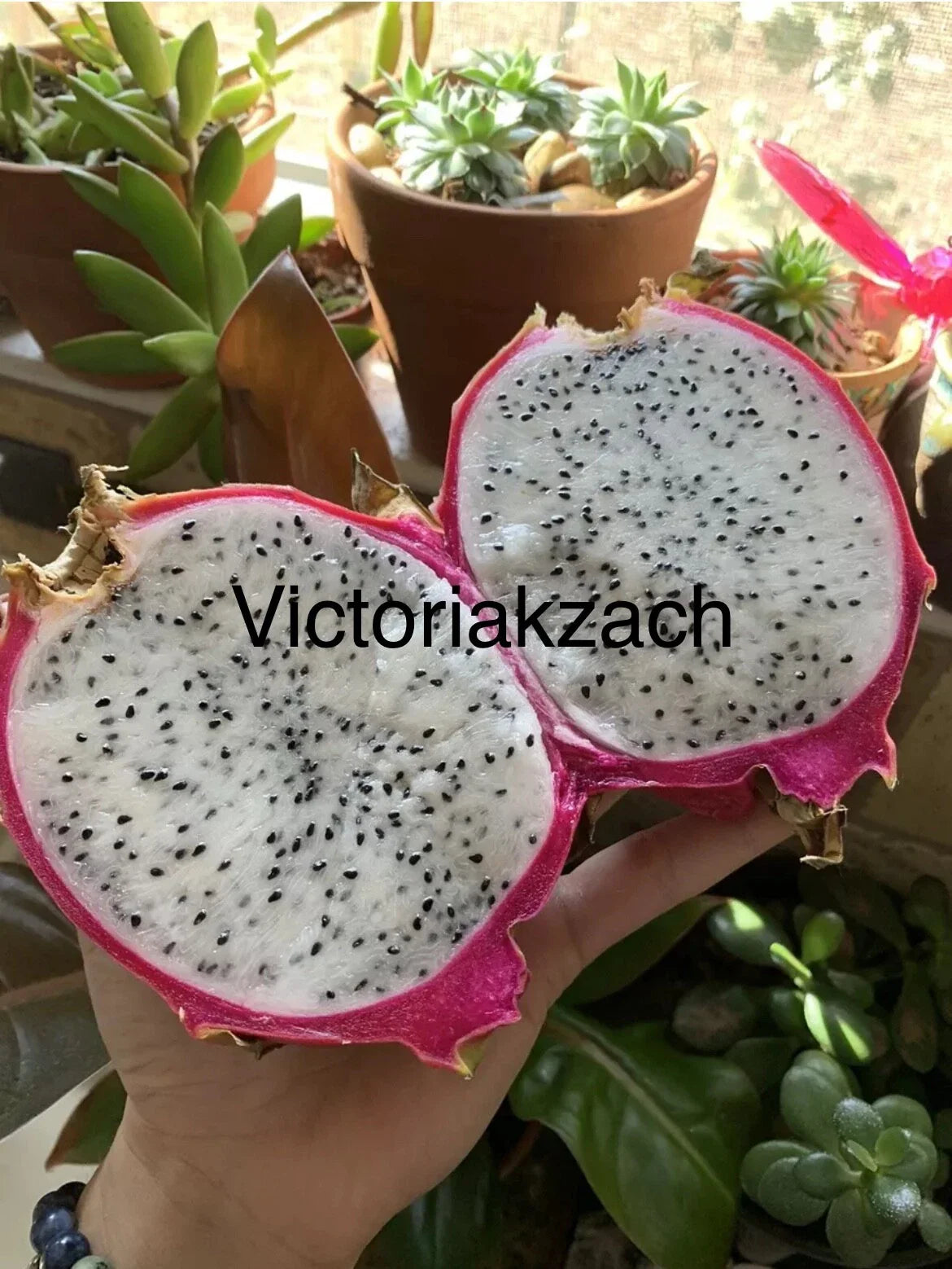 White Dragon Fruit Seeds - Pitaya Cactus Edible - Hylocereus Undatus - Grow Your Own Garden