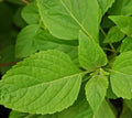 Clove Scented Basil Seeds 300+ Annual Herb Spice Aromatic Ocimum basilicum