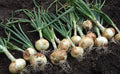 White Sweet Spanish Onion Seeds - Heirloom, NON-GMO, Variety Sizes, Free Shipping - Allium cepa