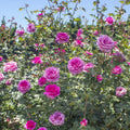 Pink Climbing Rose Cuttings - TRUE GRATITUDE Variety - Live Flower Plant Shrub - 4 Cuttings (Rosa 'True Gratitude')