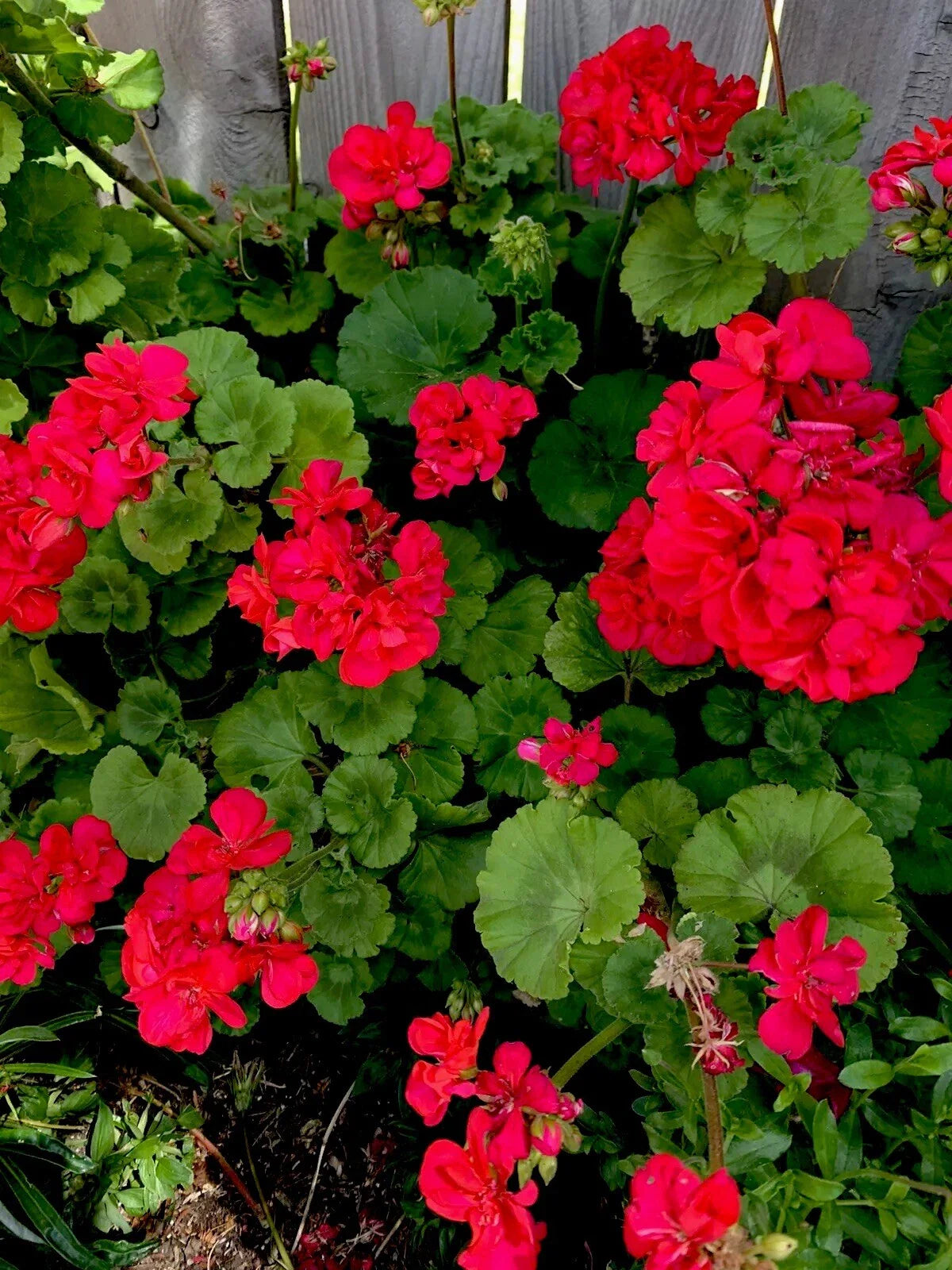 Geranium Plants Set of 2, Bright Pinkish Red Perennial, 8 to 10 Inches Tall, Pelargonium spp.