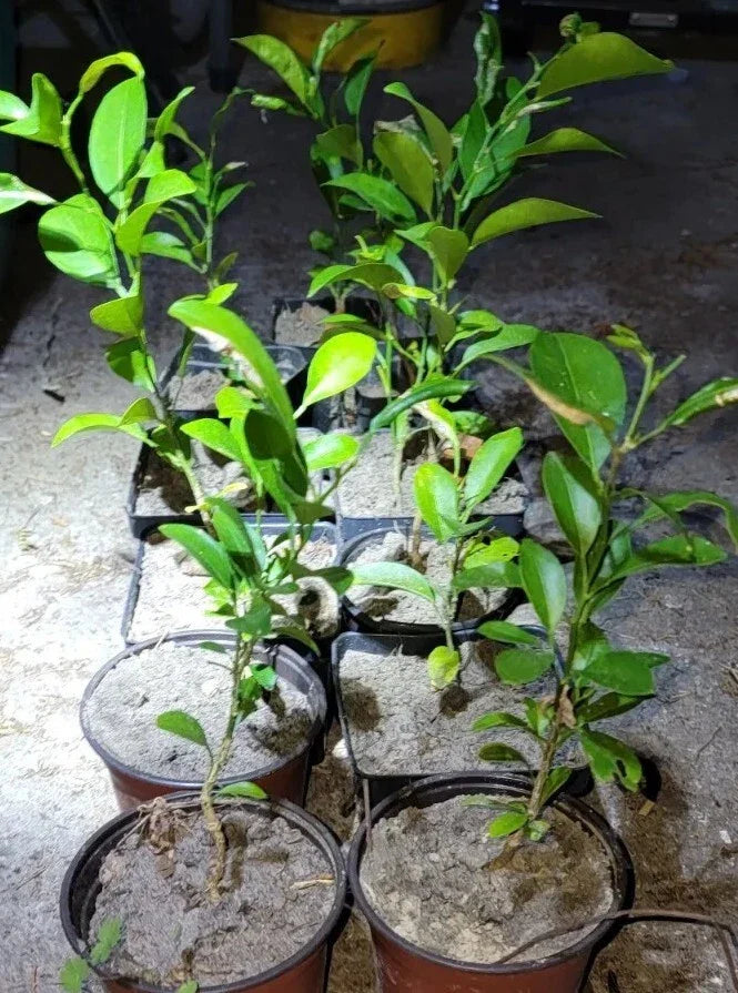 Satsuma Fruit Tree Seedling 4" to 10" Live Plant Citrus Mandarin (Citrus unshiu)