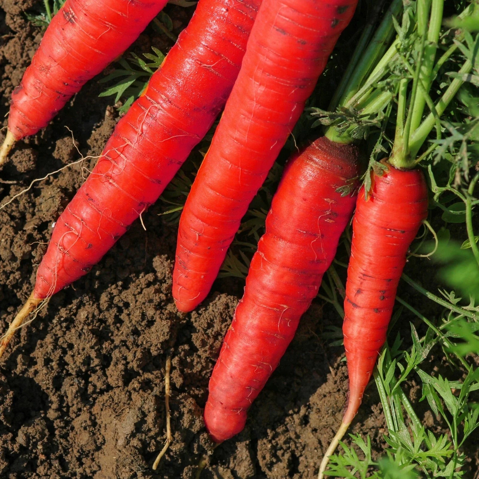 Atomic Red Carrot Seeds - Non-GMO, Lycopene Rich, Variety Sizes - Daucus carota