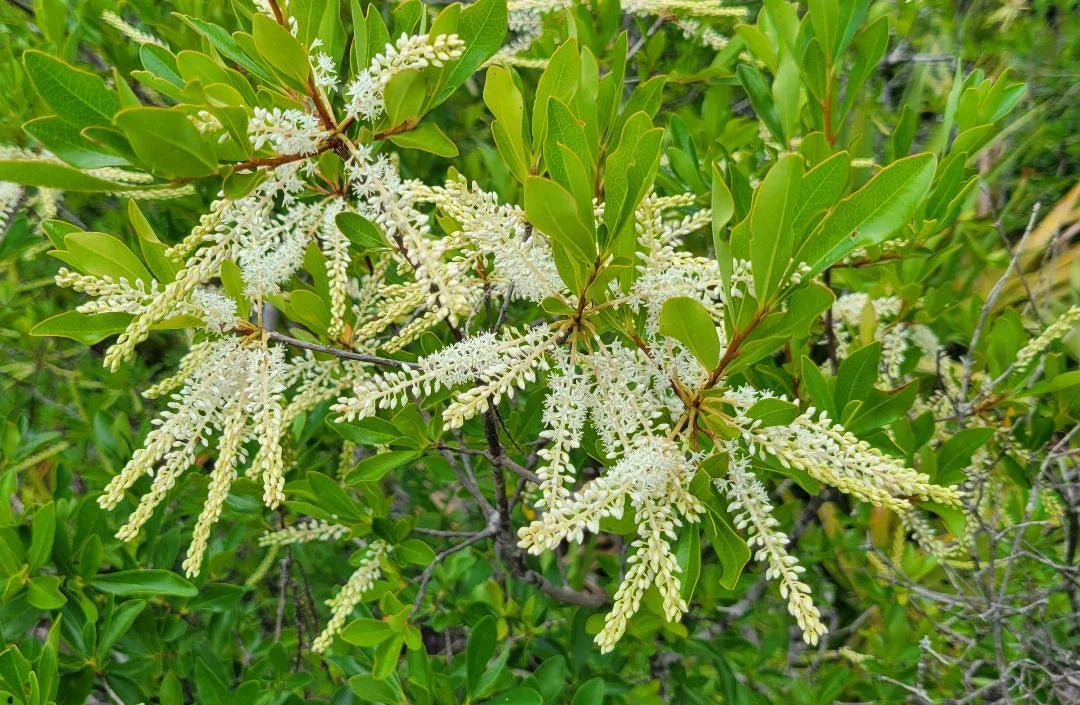 Swamp Titi Seeds | 25 Pack | Florida Native Tree | Cyrilla Racemiflora | Ironwood