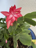 Christmas Cactus Cuttings 4"-5" Red Coral Schlumbergera