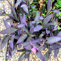 Purple Hearts Plant Cuttings - Tradescantia Zebrina - 5 Cuttings in 2" or 4" Pot - Wandering Jew Variety