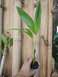 Christmas Manila Palm Seedlings 20" Live Plant Florida Grown Adonidia merrillii