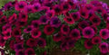Petunia Plugs, 10 Baby Plants, Deep Purple, Petunia Shock Wave, Live Annuals, Compact Growth, Garden Ready, 288 Plugs