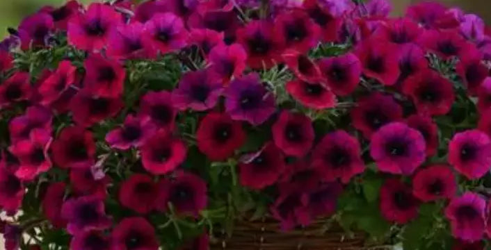 Petunia Plugs, 10 Baby Plants, Deep Purple, Petunia Shock Wave, Live Annuals, Compact Growth, Garden Ready, 288 Plugs