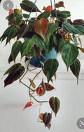 Philodendron Micans Cuttings 4 Pack, Rare Velvet Leaf Green & Bronze, Philodendron gloriosum