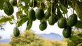 Rare Cleopatra Avocado Cuttings 5 Scions Fresh Wax Dipped Persea americana 'Cleopatra'