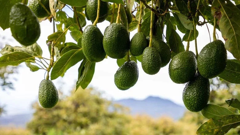 Rare Cleopatra Avocado Cuttings 5 Scions Fresh Wax Dipped Persea americana 'Cleopatra'