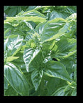Genovese Basil Seeds - Heirloom Culinary Herb - Fresh 150 or 1000 Seeds for Pesto - Ocimum basilicum