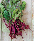 Detroit Dark Red Beet Seeds - Medium Top Variety - Non-GMO, Heirloom - Beta vulgaris - Made in USA, Ships from Iowa