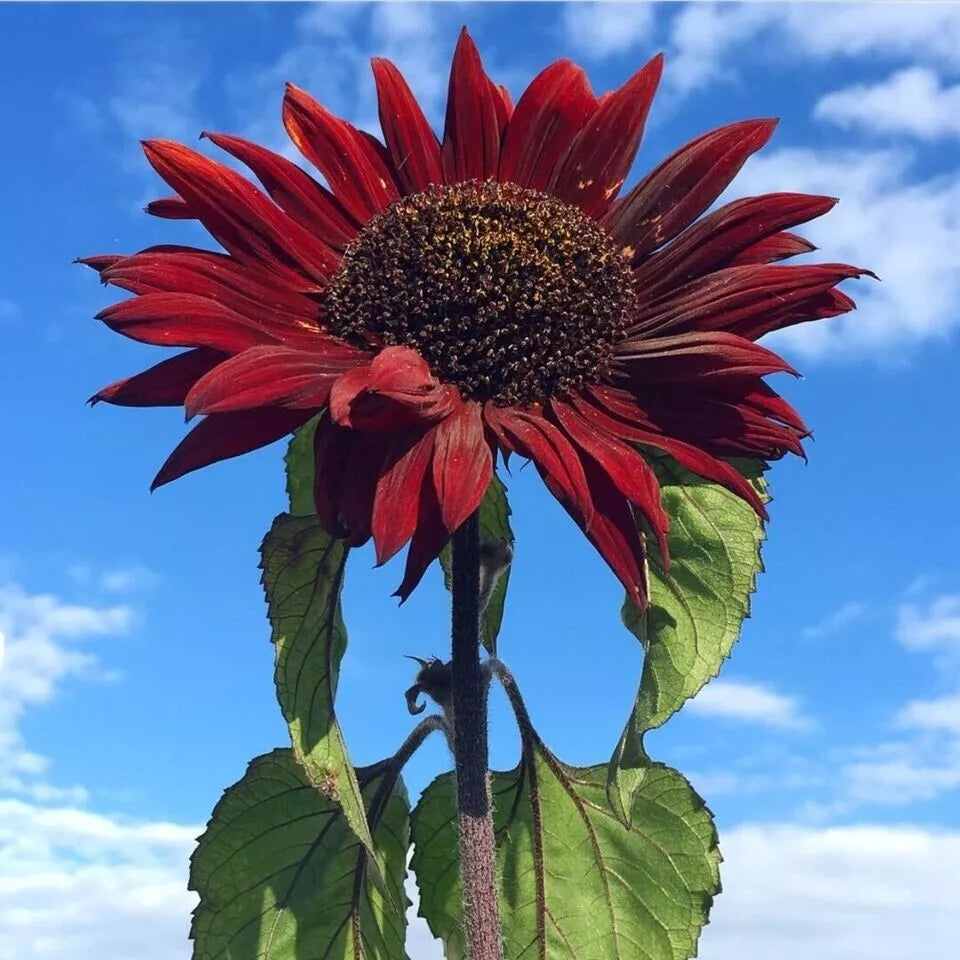 Red Sun Sunflower Seeds - 50+ Heirloom Non-GMO - Helianthus annuus - Rare Variety for Garden Planting