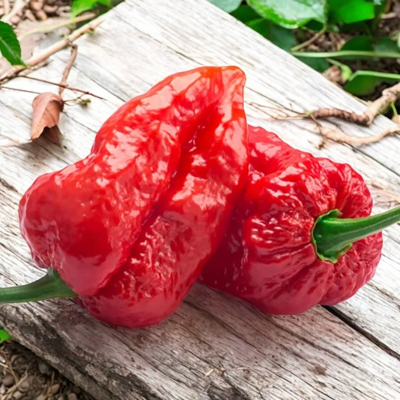 Ghost Pepper Seeds - 50pcs Extremely Hot Chili Pepper - Capsicum chinense - Over 1,000,000 SHU Heat Level