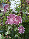 Morning Glory Seed Mix - 35+ Seeds - Colorful Climbing Vines - Ipomoea tricolor