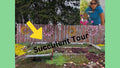 Sedum Mixed Lot of 9 Live Plants, 3 Varieties, Perennial Succulents - Black Pearl, John Creech, Angelina, Hardy Plants for Zones 4-8