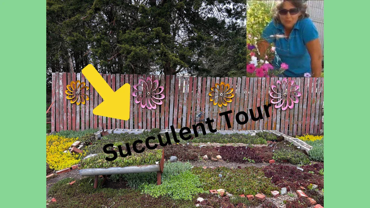 Sedum Mixed Lot of 9 Live Plants, 3 Varieties, Perennial Succulents - Black Pearl, John Creech, Angelina, Hardy Plants for Zones 4-8