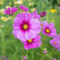 Cosmos Seeds - 200+ Radiance Variety - Perfect for Garden Planting - Cosmos bipinnatus - USA