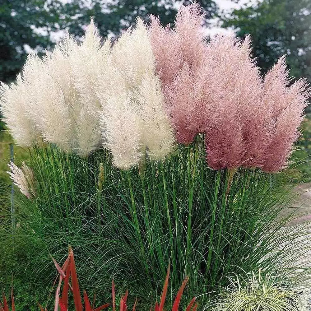 Mixed Pampas Grass Seeds - 500 Seeds - Pink & White Ornamental Grass - Cortaderia selloana