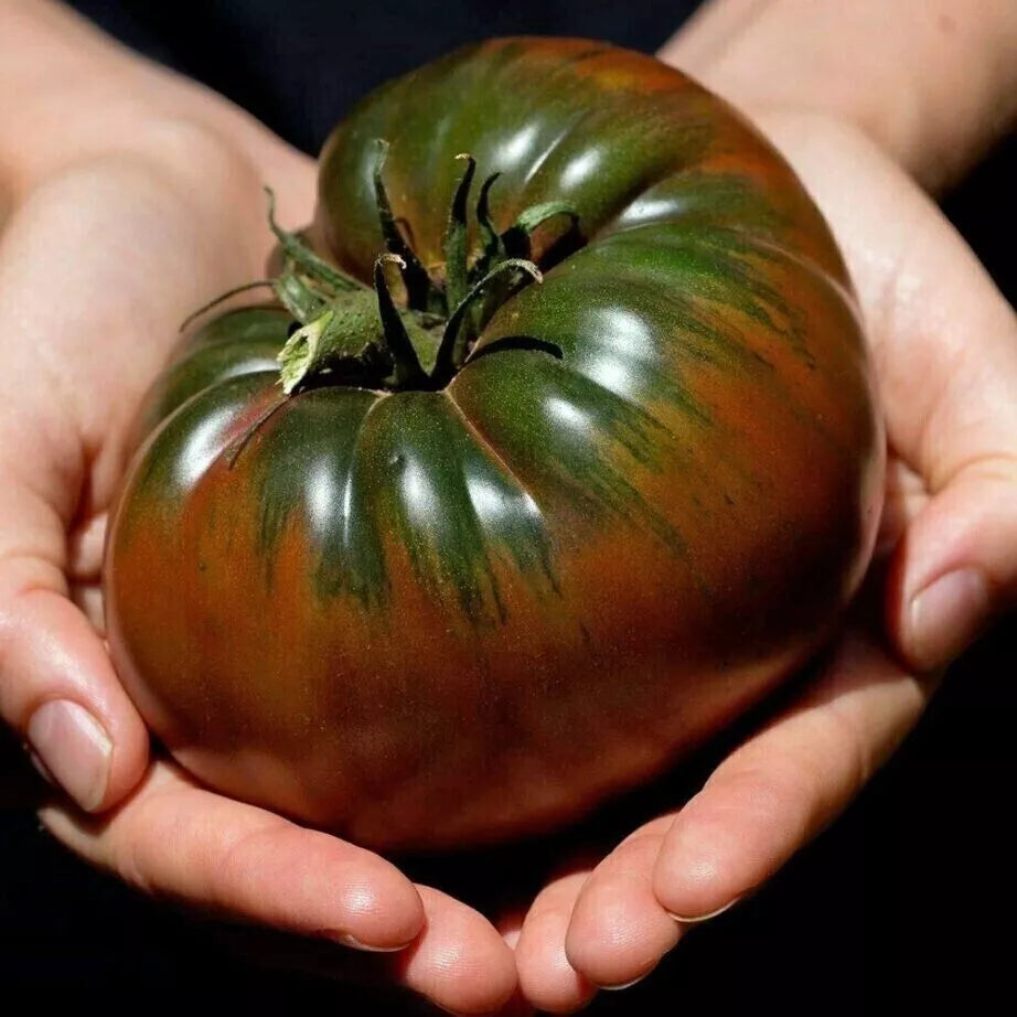 Russian Black Krim Tomato Seeds - 10+ Non-GMO Organic Heirloom Seeds - Solanum lycopersicum