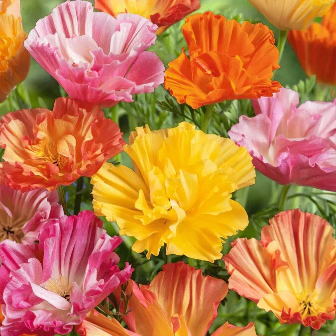 California Ballerina Mix Poppy Seeds - 200+ Seeds for Garden - Papaver Rhoeas - USA Grown - Free Shipping