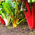Rainbow Swiss Chard Seeds | Bright Color Silverbeet NONGMO Seed | Beta vulgaris