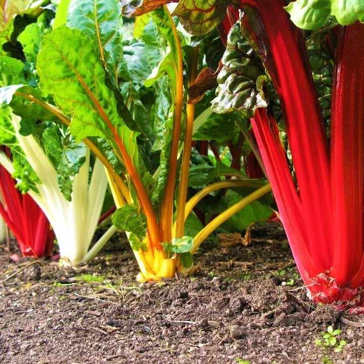 Rainbow Swiss Chard Seeds | Bright Color Silverbeet NONGMO Seed | Beta vulgaris