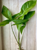10 Rooted Arrowhead Vines - Healthy Tropical Plants - Syngonium podophyllum