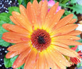 Peach Gerbera Daisy Seeds 200+ Pack for Garden Planting - Gerbera jamesonii - USA