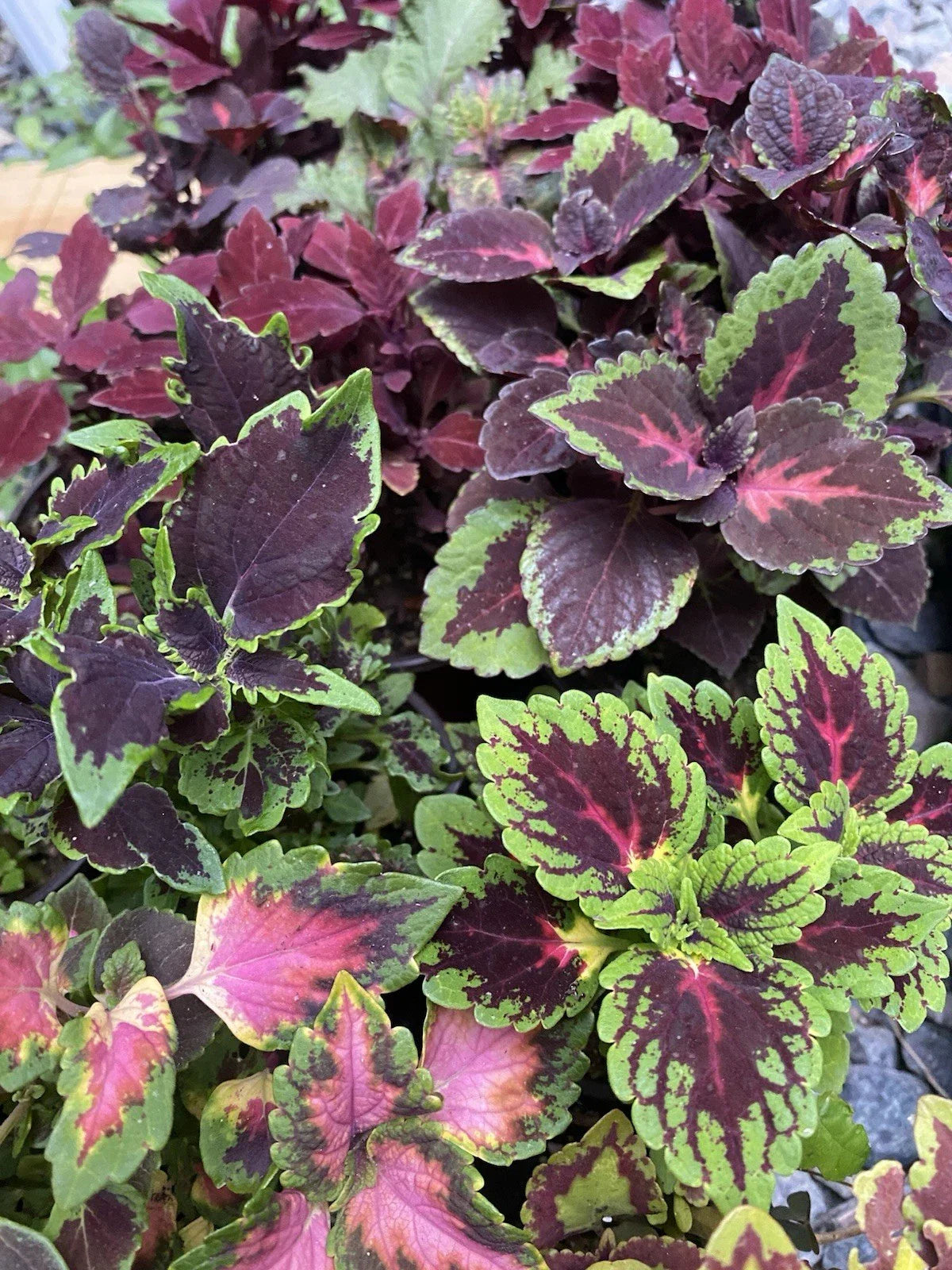 Coleus Live Rooted Cuttings Plants - 5 Varieties Assorted Colors - Coleus blumei