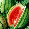 Dixie Queen Watermelon Seeds | NON-GMO Heirloom Variety | Organic Gardening | Citrullus lanatus