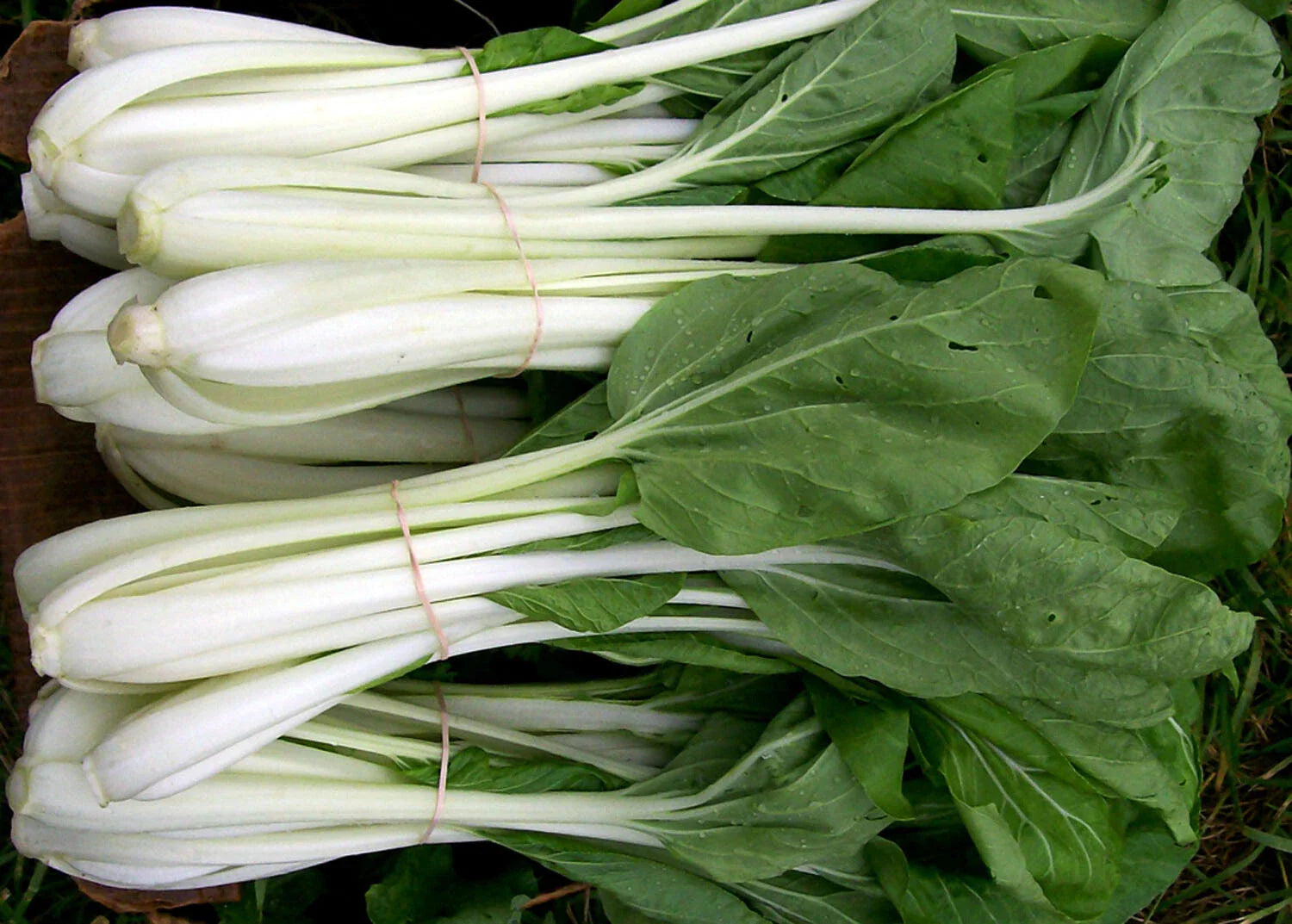 Pak Choi Seeds 200+ Count White Stem Chinese Cabbage Bok Choy Brassica rapa Four Season Vegetable USA