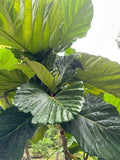 Rare Ficus Dammaropsis Highland Cuttings - 2 Fresh Cuttings - Exotic Indoor Plant - Imported Ficus Dammaropsis