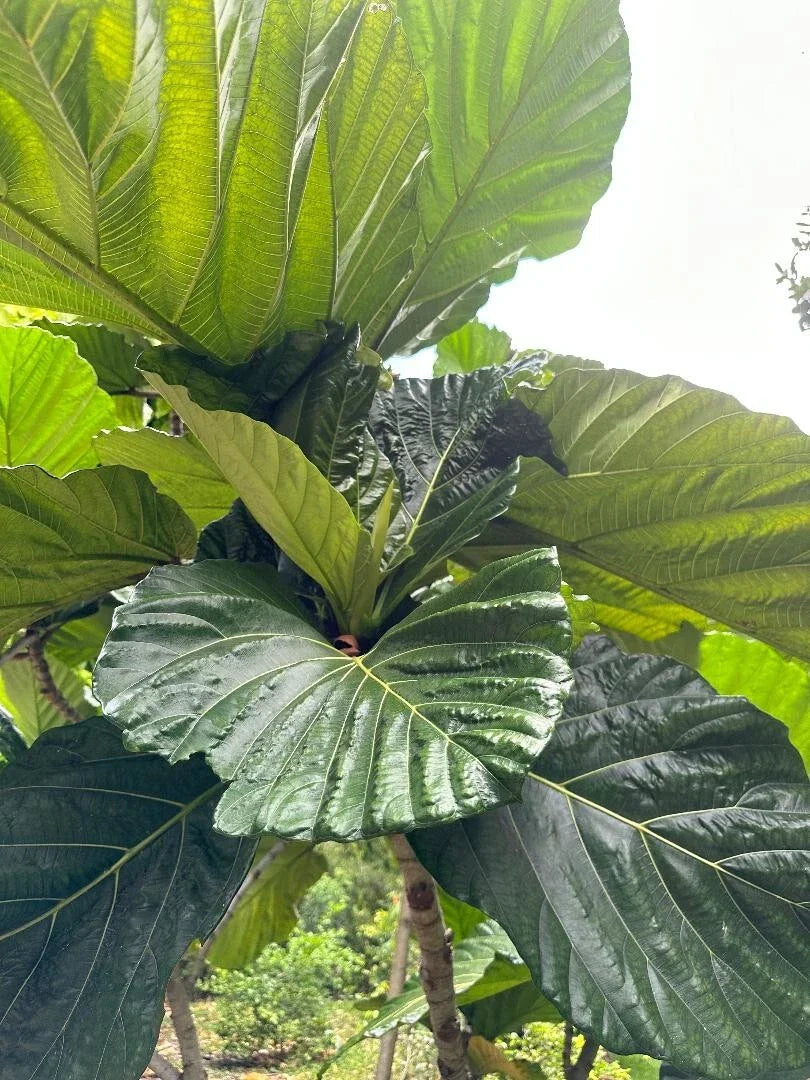 Rare Ficus Dammaropsis Highland Cuttings - 2 Fresh Cuttings - Exotic Indoor Plant - Imported Ficus Dammaropsis