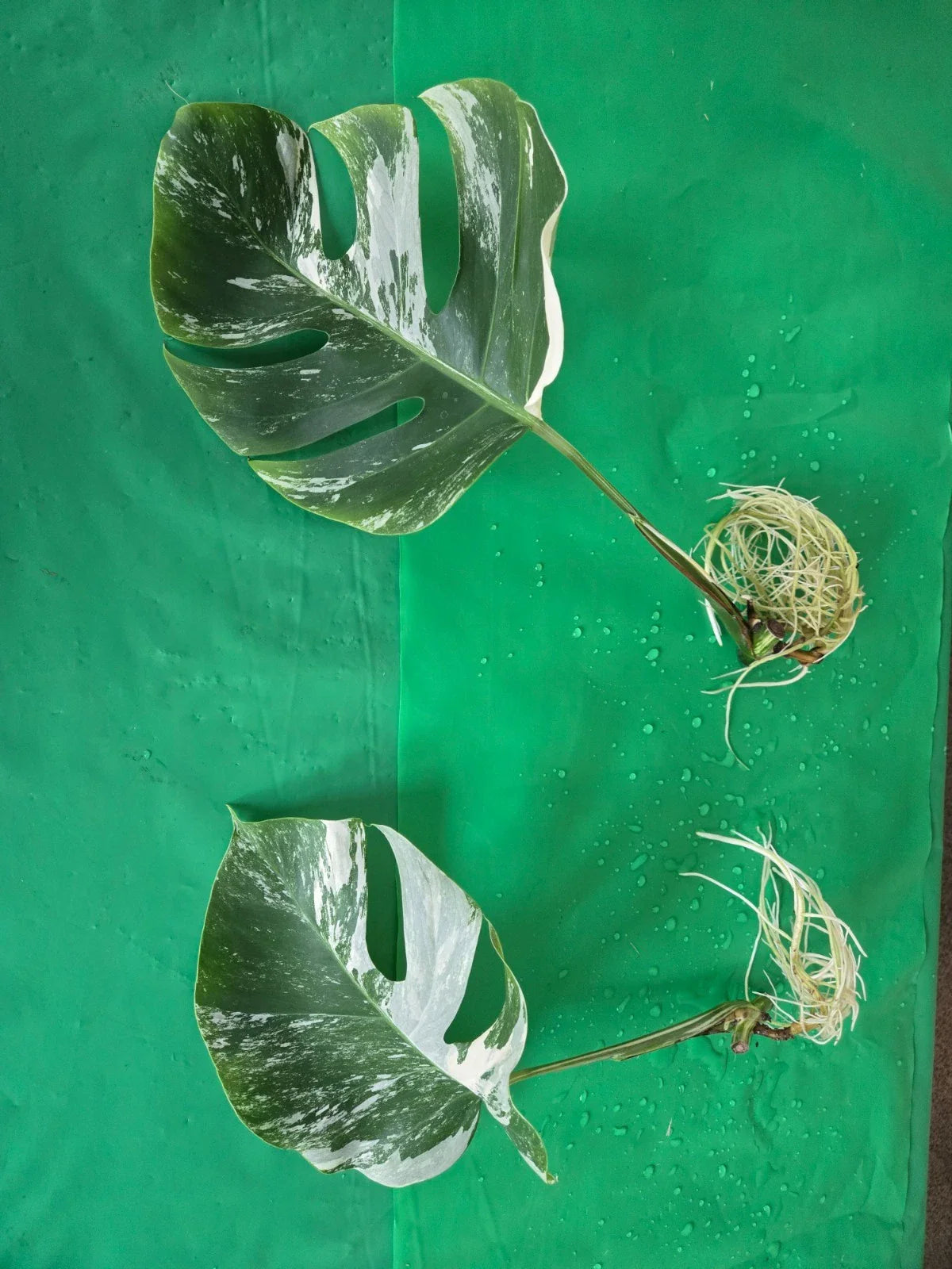 Monstera Albo Borsigiana Rooted Cutting - Rare Variegated Plant - Houseplant for Indoor Gardens - Monstera deliciosa