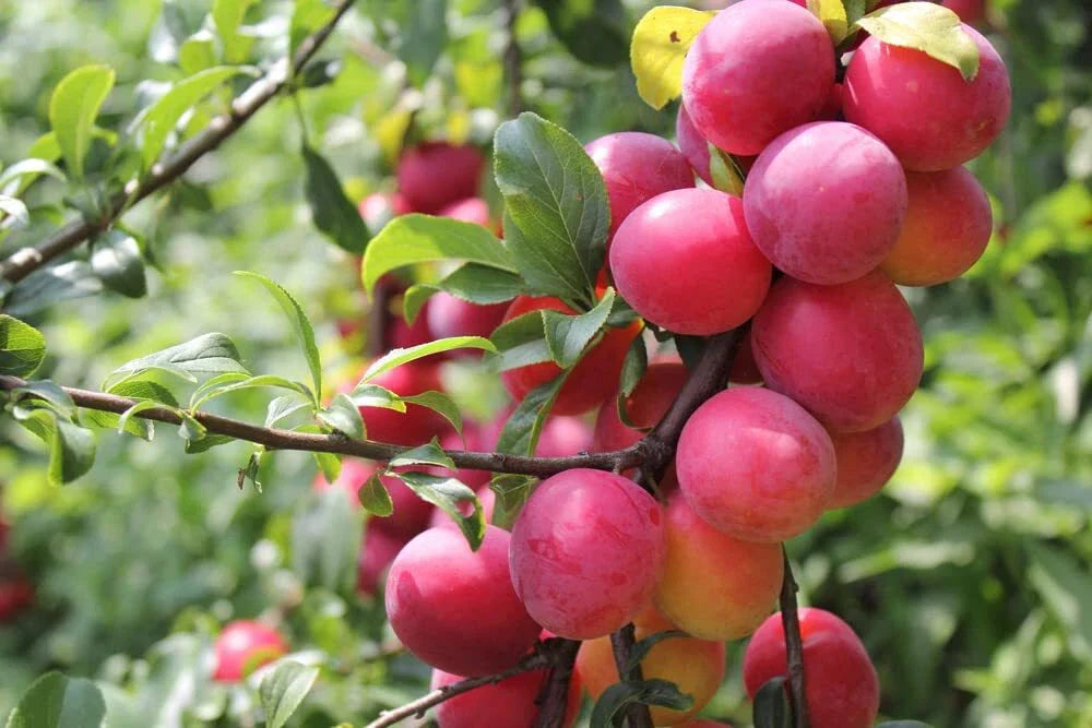 Plum Fruit Tree Seeds - 10 Seeds Prunus Americana - USA Grown, Perfect for Home Gardening