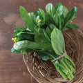 Asian Yu Choy 500 Seeds | Heat-Tolerant Choi Sum | Chinese Flowering Cabbage (Brassica rapa subsp. parachinensis)