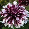 Dahlia Flower Seeds 20PCS - Rare Beautiful Perennial Variety - Perfect for Gardens (Dahlia spp.)