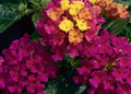 Lantana Bandana Cherry Live Plants, 4 Baby Plugs, Heat & Drought Tolerant, Lantana camara