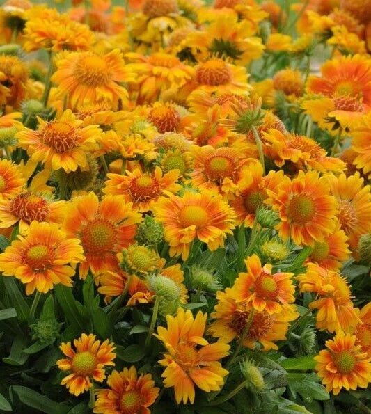 Gaillardia Seeds - 'Mesa Peach' - 10 Pack - Blanket Flower (Gaillardia grandiflora) for Vibrant Garden Blooms