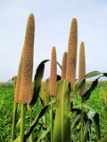 Pearl Millet Grass Seeds for Planting - Ornamental Grass Pennisetum glaucum - Drought-Resistant, Fast-Growing Variety