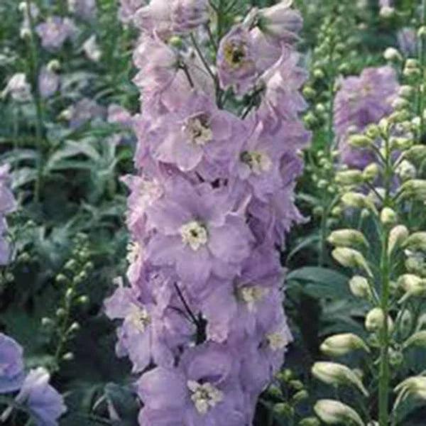 Giant Imperial Larkspur Seeds - 1000+ Newly Harvested Seeds for Cutting - Consolida ajacis