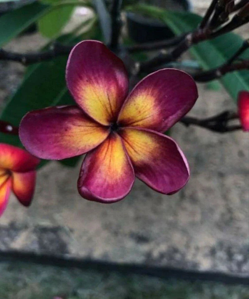 Lavender Yellow Plumeria Seeds - 5 Perennial Hawaiian Flower Plants - Fragrant Tropical Blooms - Plumeria rubra