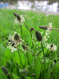 Plantago Lanceolata Seeds - 500+ Narrow Leaf Plantain Seeds for Gardening and Medicinal Use, Plantago lanceolata